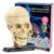 Nerve Skull