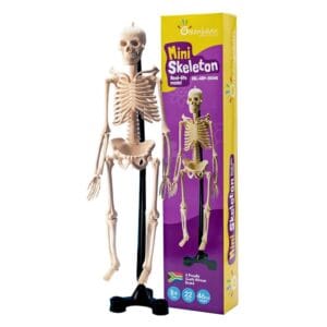 Greenbean - Mini Skeleton